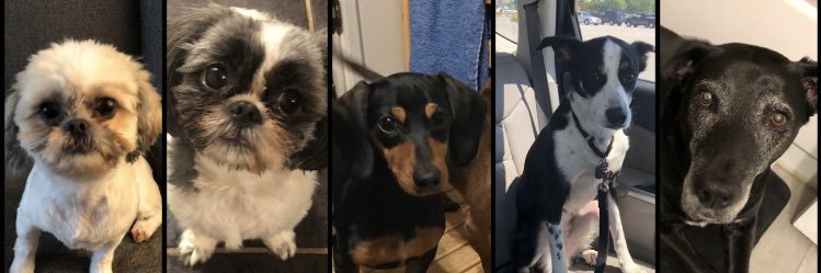 Ms. Jessica Gonzalez banner