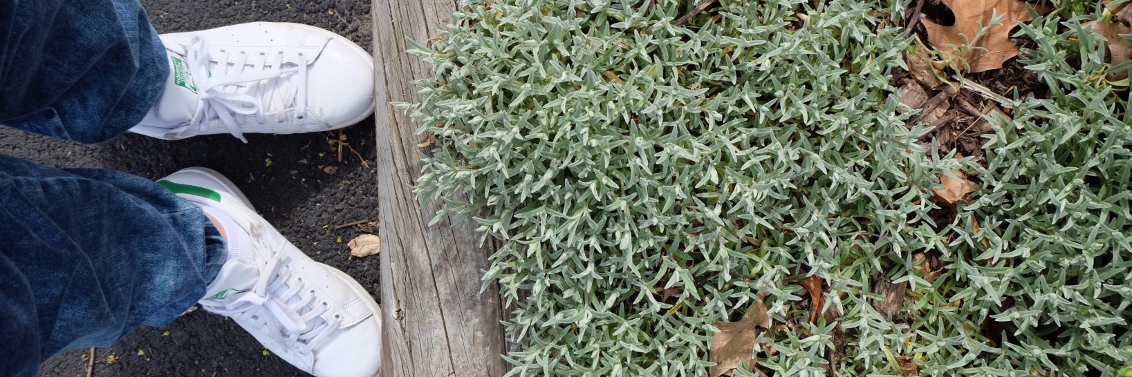 iDaisyYou 风雨无阻 banner