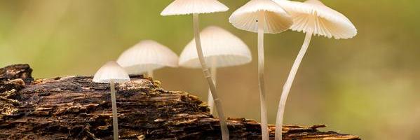 Katherine Young ⛥⚝ banner