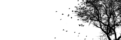 bobeirashley's profile banner image