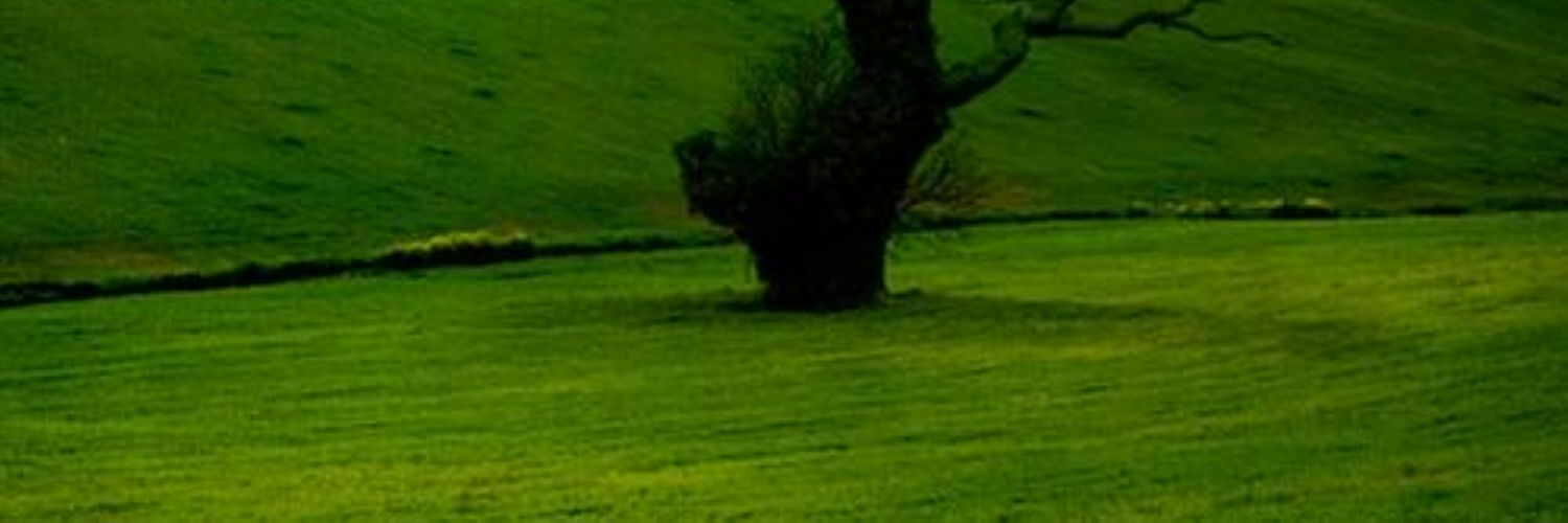 d_mignonette's profile banner image