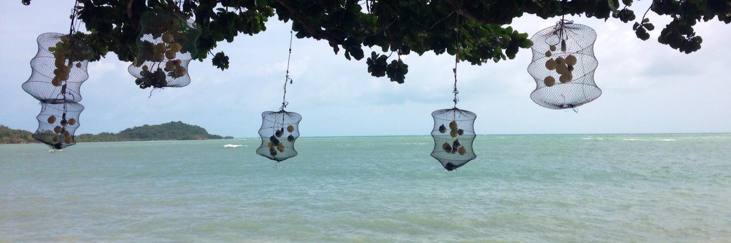 Zelda van Rooyen banner