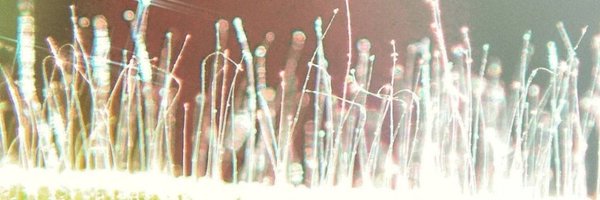 Coldelembustero Profile Banner