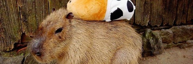 ChefDuney's profile banner image