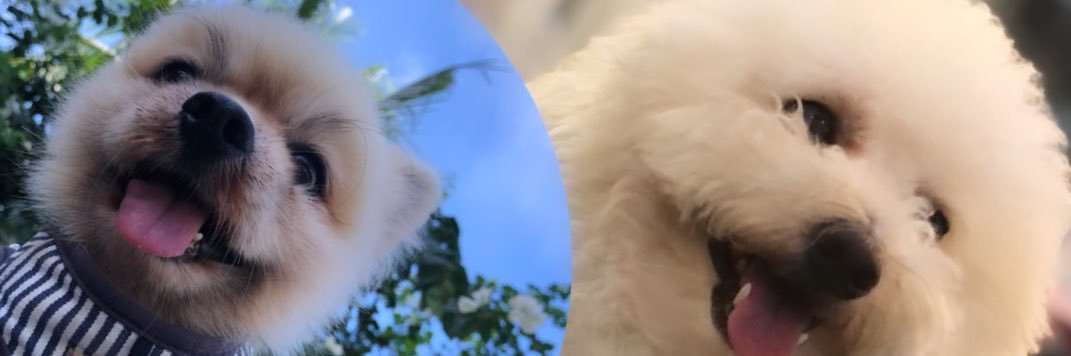 shashaaa_fierce's profile banner image