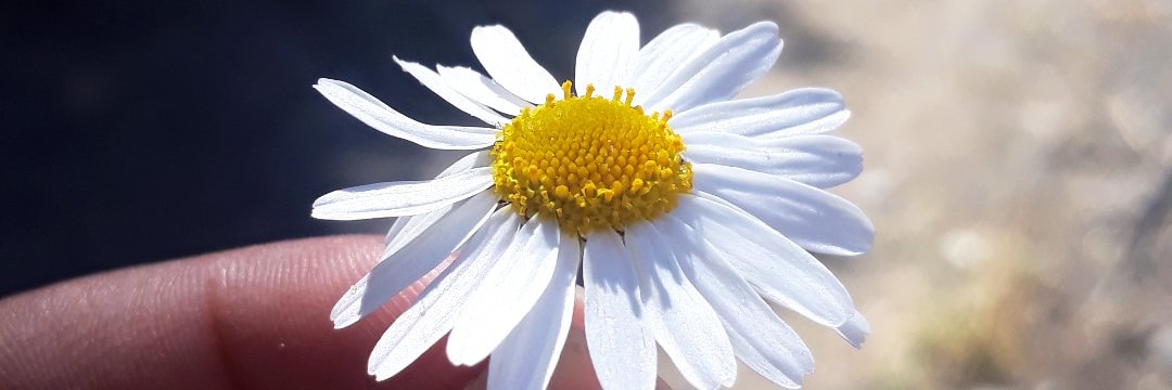 GiuliaSoy's profile banner image