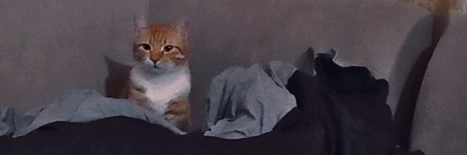 busegoks's profile banner image