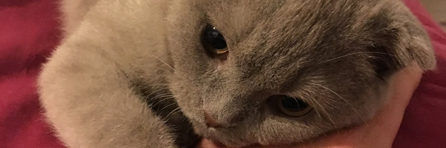 Machuu0's profile banner image