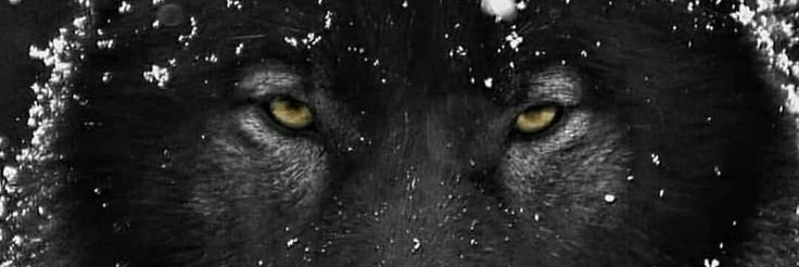 GhostAnons's profile banner image