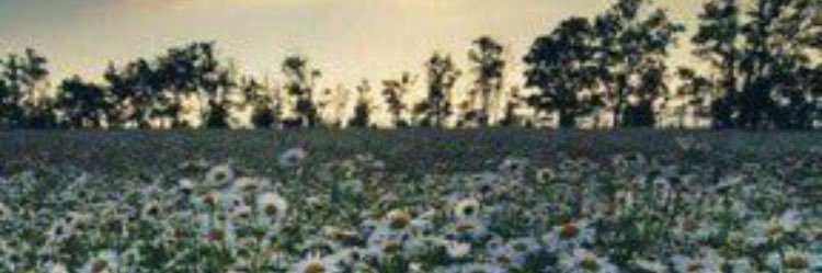 FullerLove's profile banner image