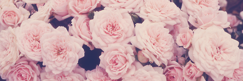 _womancats's profile banner image