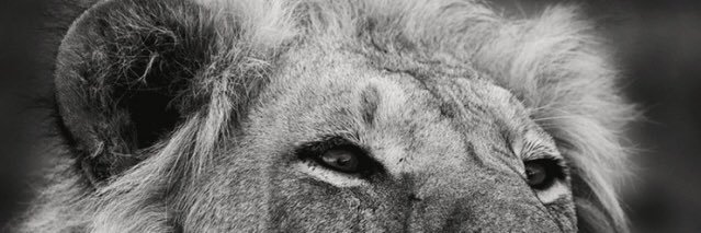 siera_lovescake's profile banner image