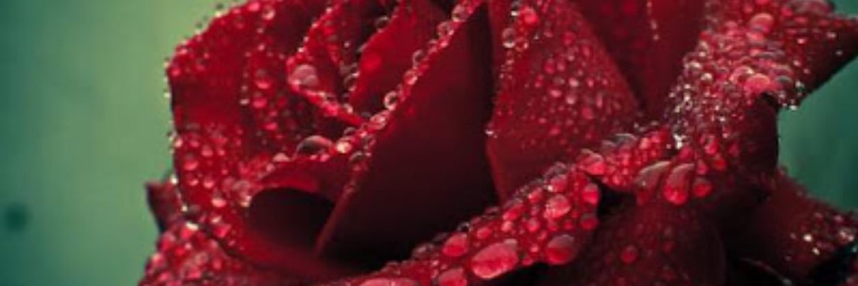 RetaAyma's profile banner image