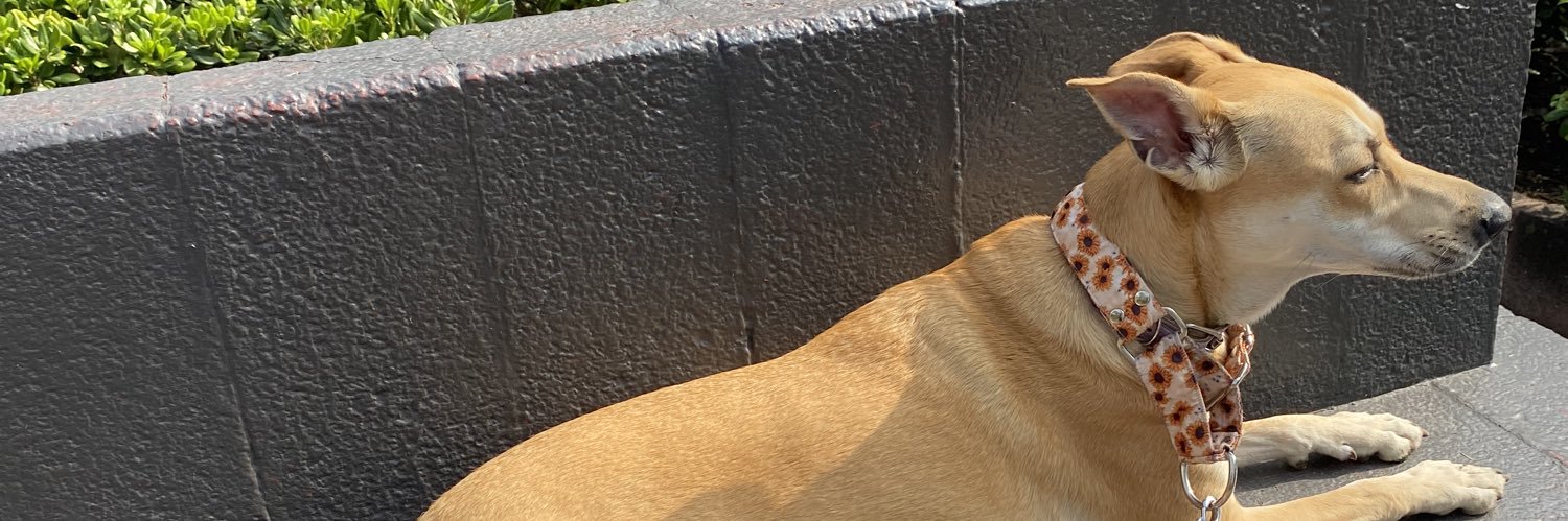 maritza_ojeda's profile banner image
