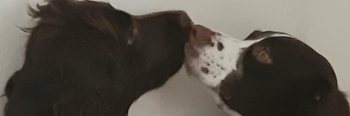 ronstill's profile banner image
