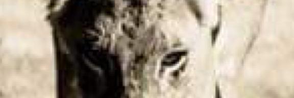 iESPADA809's profile banner image