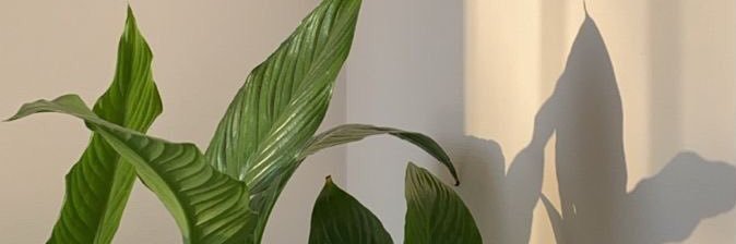 mpe__xx's profile banner image