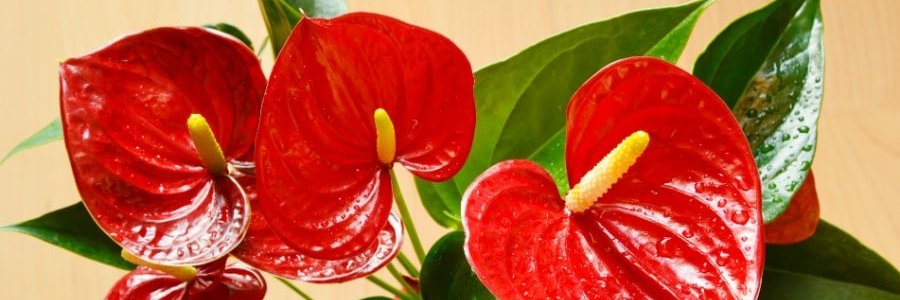 VibhorDg's profile banner image
