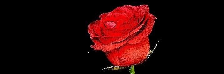 _alaaebrahim_a's profile banner image