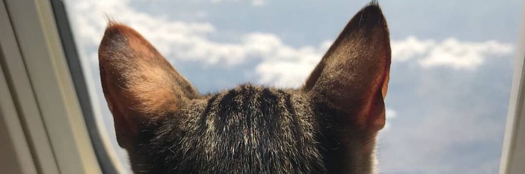 piesry's profile banner image