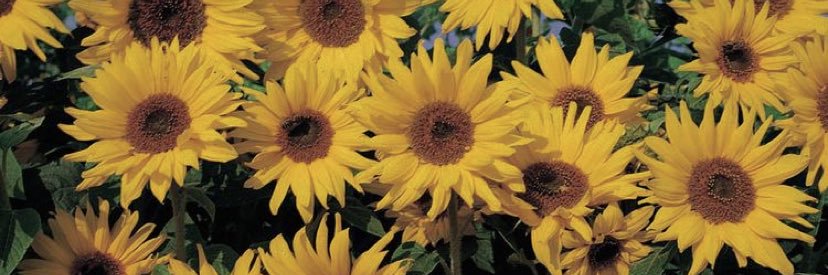 Gina 🌻 banner
