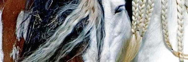 Oli2137's profile banner image