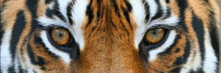 llandrade's profile banner image