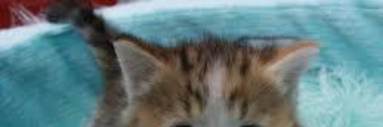 0126_meighter's profile banner image