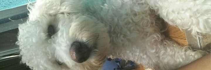 Laa_Cotom's profile banner image