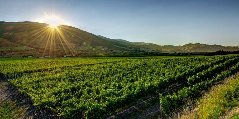 Bartier Bros. Vineyard & Winery banner