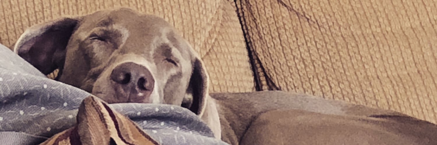 leannekienast's profile banner image
