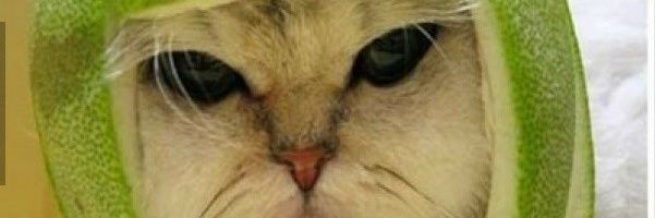 domenicobrn's profile banner image