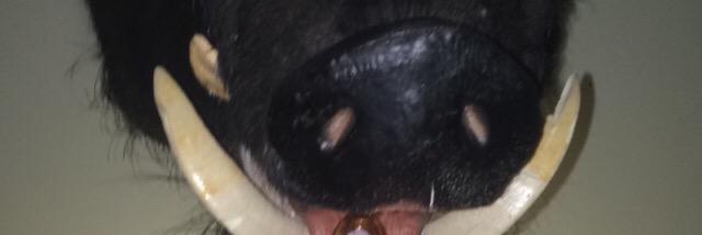 Jaxon banner