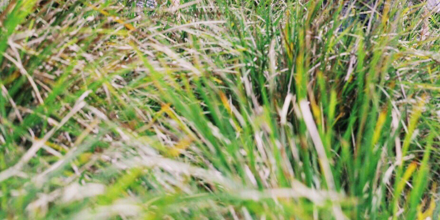 Jackasouras's profile banner image