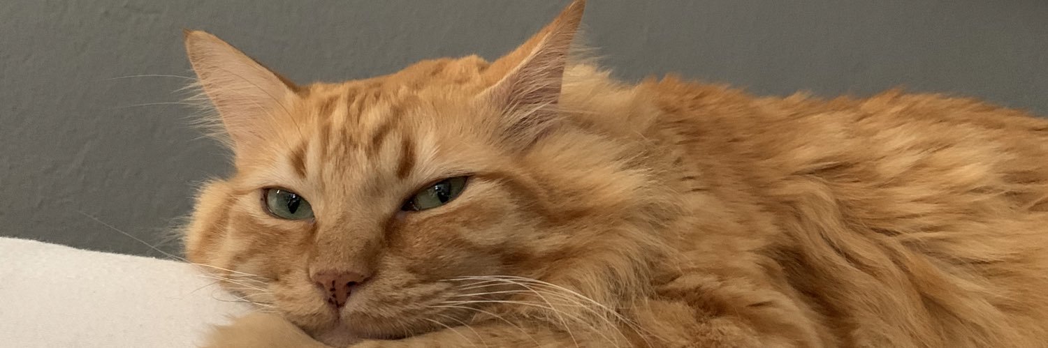 SauSanchez's profile banner image