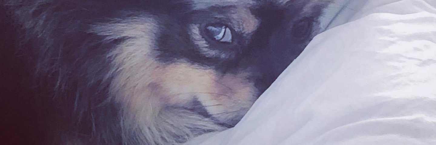 jajaniche's profile banner image