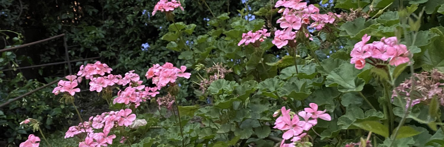 SoyChichita_'s profile banner image