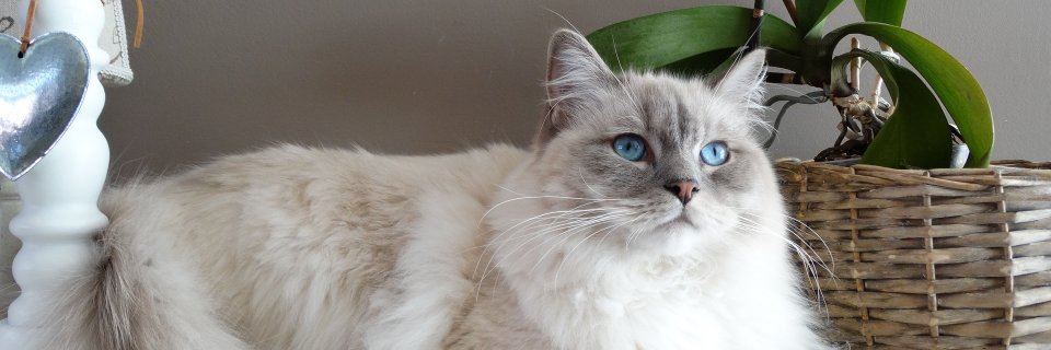 Brainy Kitten banner