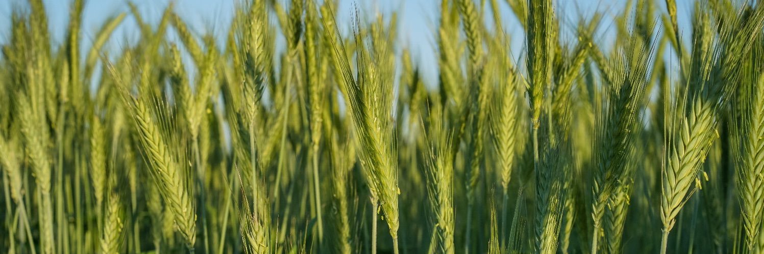 UchileThrive's profile banner image