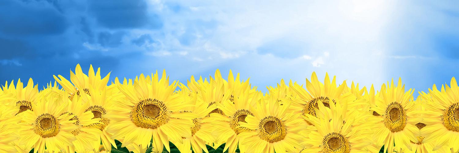 RevistaNatural's profile banner image