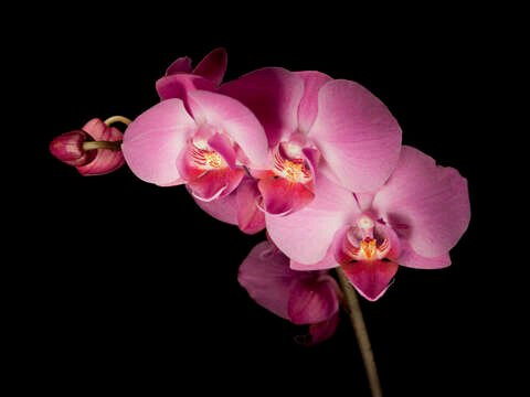 CitraaaLA's profile banner image