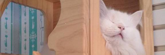 MeeowChicago's profile banner image