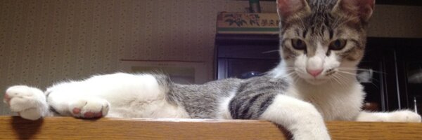 asako0807 Profile Banner