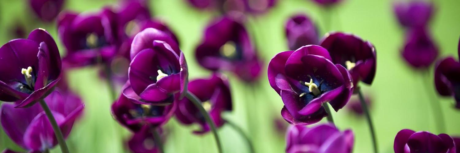 Holy_Purple's profile banner image