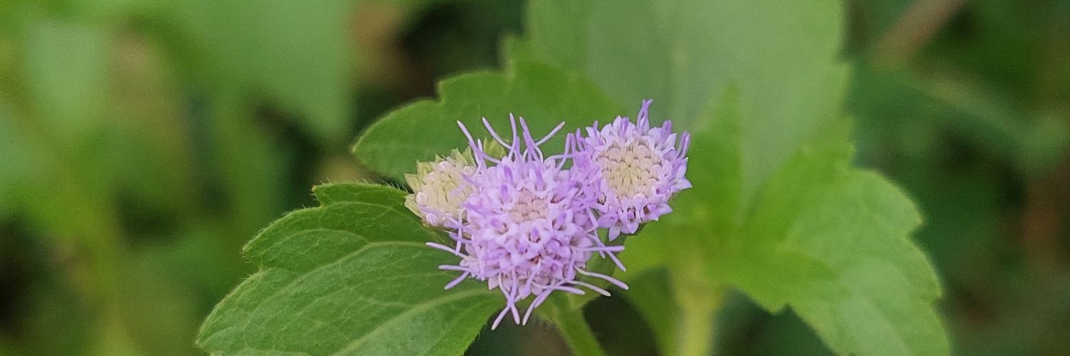 DheaMetha's profile banner image