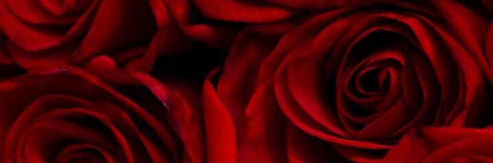 kaylaatorress's profile banner image