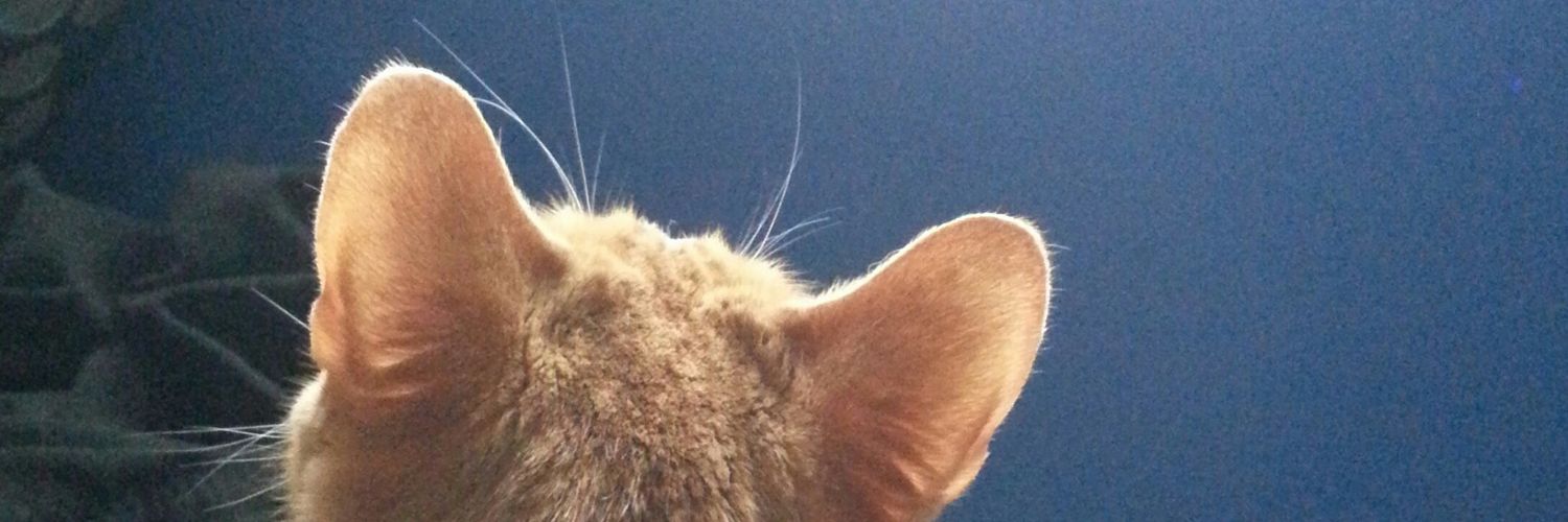 APaperBunny's profile banner image