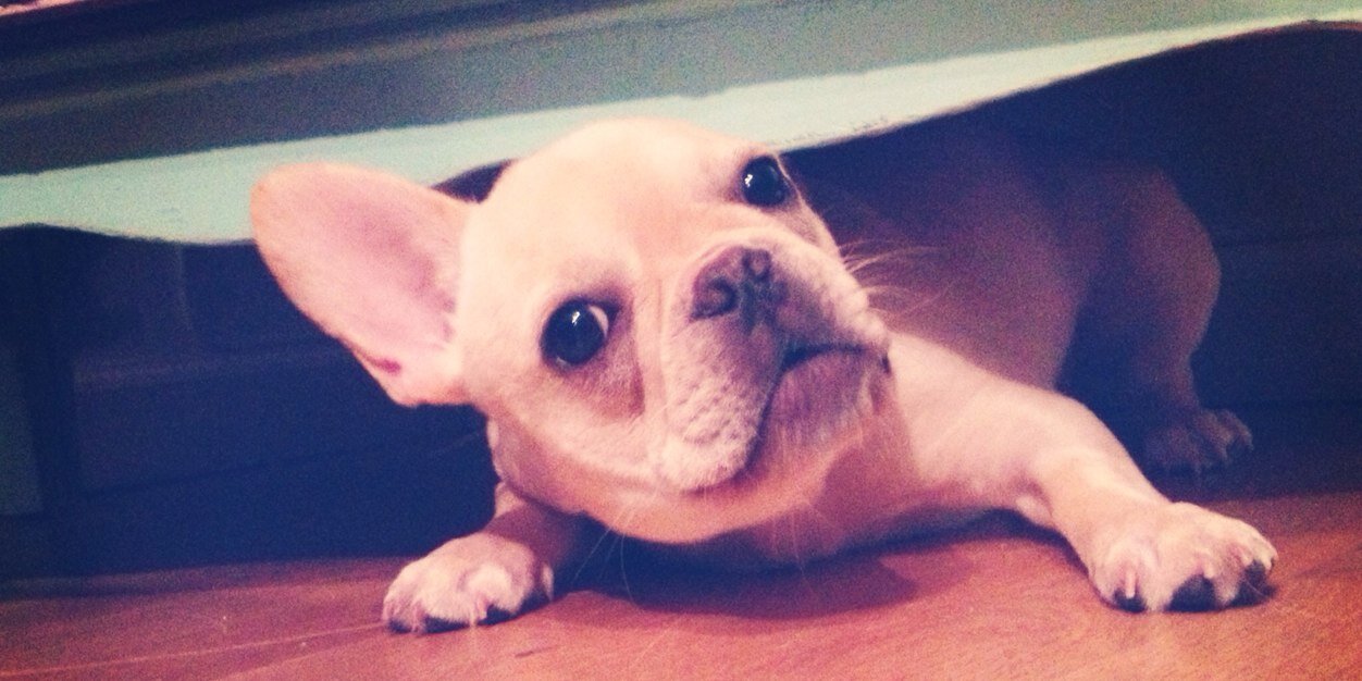 jessica fooskas banner