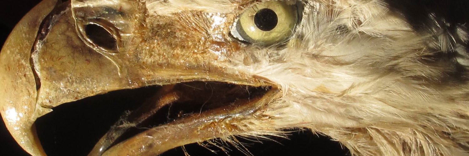 Ageya Achili Diglihi banner