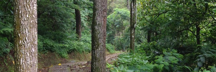 EvergreenForest's profile banner image
